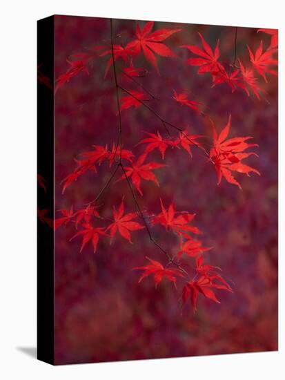 USA, Washington State, Pacific Northwest, Sammamish and red Japanese Maple leaves-Sylvia Gulin-Premier Image Canvas