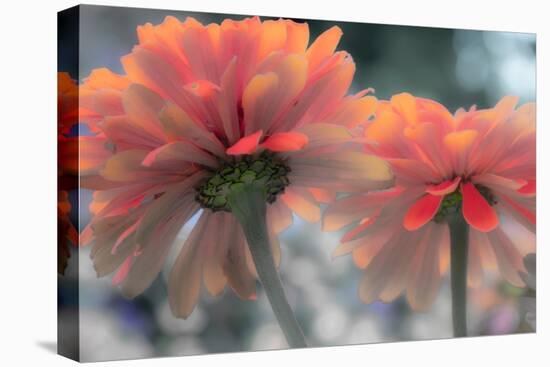 USA, Washington State, Pacific Northwest, Sammamish close-up of State Fair Zinnia-Sylvia Gulin-Premier Image Canvas