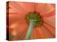 USA, Washington State, Pacific Northwest, Sammamish close-up of State Fair Zinnia-Sylvia Gulin-Premier Image Canvas