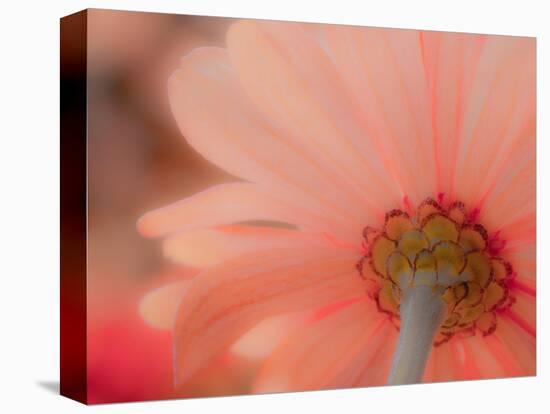 USA, Washington State, Pacific Northwest, Sammamish close-up of State Fair Zinnia-Sylvia Gulin-Premier Image Canvas