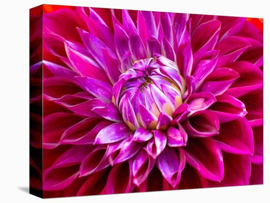 USA, Washington State, Pacific Northwest Sammamish Dahlia flowers in bloom-Sylvia Gulin-Premier Image Canvas