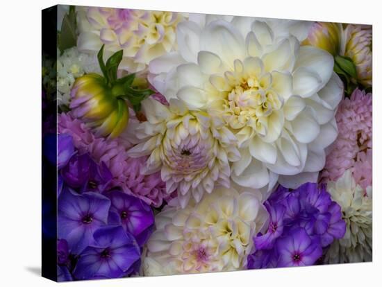 USA, Washington State, Pacific Northwest Sammamish Dahlia flowers in bloom-Sylvia Gulin-Premier Image Canvas