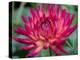 USA, Washington State, Pacific Northwest Sammamish Dahlia flowers in bloom-Sylvia Gulin-Premier Image Canvas