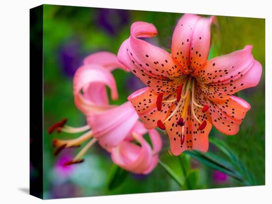 USA, Washington State, Pacific Northwest Sammamish Orange Tiger Lily close up-Sylvia Gulin-Premier Image Canvas