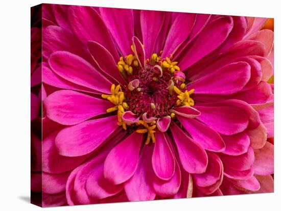 USA, Washington State, Pacific Northwest Sammamish pink Zinnia close up-Sylvia Gulin-Premier Image Canvas