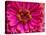 USA, Washington State, Pacific Northwest Sammamish pink Zinnia close up-Sylvia Gulin-Premier Image Canvas