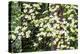 USA, Washington State, Pacific Northwest Sammamish White Dogwood blooming early spring-Sylvia Gulin-Premier Image Canvas