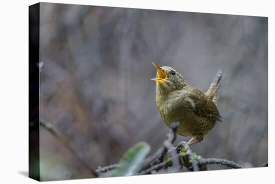 USA, Washington State. Pacific Wren, Troglodytes pacificus, singing from a perch.-Gary Luhm-Premier Image Canvas