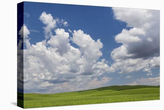 USA, Washington State, Palouse Hills. Field of Spring Peas-Don Paulson-Premier Image Canvas