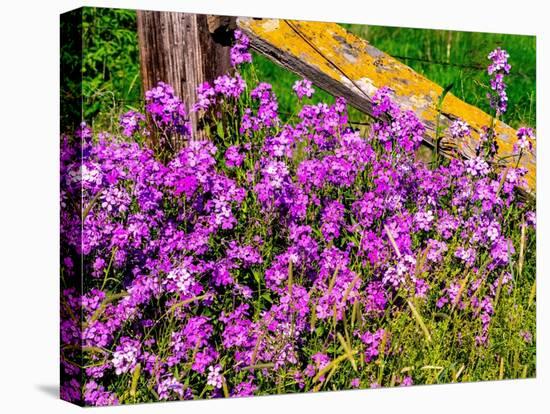 USA, Washington State, Palouse. Lichen covered fence post surrounded by dollar plant flowers-Sylvia Gulin-Premier Image Canvas