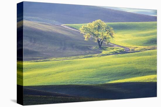 USA, Washington State, Palouse, Lone Tree in Wheat Field-Terry Eggers-Premier Image Canvas