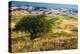 USA, Washington State, Palouse Region, Apple Tree in Rolling harvest Hills-Terry Eggers-Premier Image Canvas