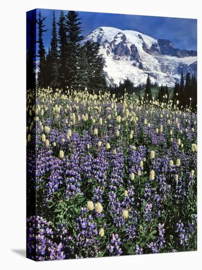 USA, Washington State, Paradise Park. Field of Lupine and Bistort-Steve Terrill-Premier Image Canvas