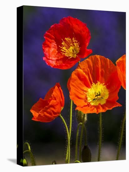 USA, Washington State, Poppies on Display-Terry Eggers-Premier Image Canvas