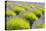USA, Washington State, Port Angeles, Lavender Field-Hollice Looney-Premier Image Canvas