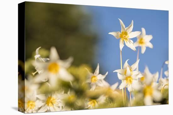 USA, Washington State. Portrait of Avalanche Lily (Erythronium montanum) at Olympic National Park.-Gary Luhm-Premier Image Canvas