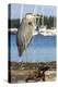 USA, Washington State, Poulsbo Great Blue Heron on marine floatation.-Trish Drury-Premier Image Canvas