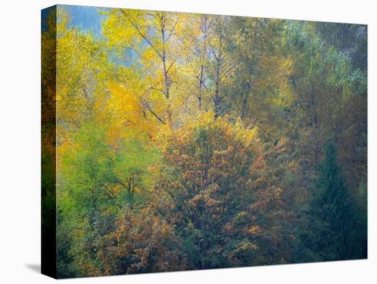 USA, Washington State, Preston and Cottonwood and Big Leaf Maple trees in fall colors-Sylvia Gulin-Premier Image Canvas