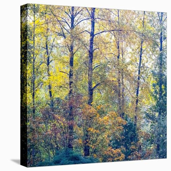 USA, Washington State, Preston with Cottonwoods in fall color-Sylvia Gulin-Premier Image Canvas