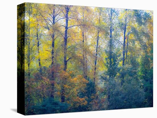 USA, Washington State, Preston with Cottonwoods in fall color-Sylvia Gulin-Premier Image Canvas