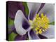 Usa, Washington State. Purple, white and yellow columbine in garden-Merrill Images-Premier Image Canvas