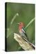 USA, Washington State. Red-breasted Sapsucker (Sphyrapicus ruber) perches on a fallen alder snag.-Gary Luhm-Premier Image Canvas