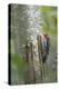 USA, Washington State. Red-breasted Sapsucker-Gary Luhm-Premier Image Canvas