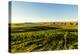 USA, Washington State, Richland. Goose Ridge vineyard at dawn.-Richard Duval-Premier Image Canvas