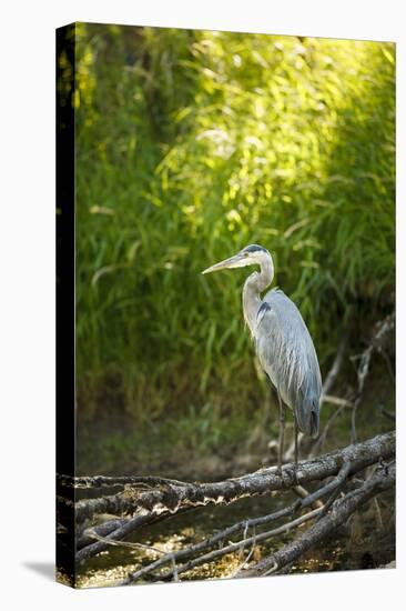 USA, Washington State, Ridgefield NWR, Great Blue Heron.-Rick A. Brown-Premier Image Canvas