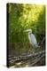 USA, Washington State, Ridgefield NWR, Great Blue Heron.-Rick A. Brown-Premier Image Canvas
