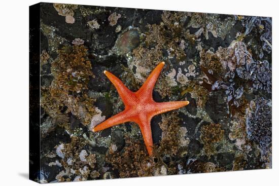 USA, Washington State, Salt Creek Recreation Area. Blood star on beach.-Jaynes Gallery-Premier Image Canvas