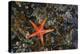 USA, Washington State, Salt Creek Recreation Area. Blood star on beach.-Jaynes Gallery-Premier Image Canvas