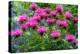 USA, Washington State, Sammamish and our garden with pink Bee Balm.-Sylvia Gulin-Premier Image Canvas