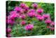 USA, Washington State, Sammamish and our garden with pink Bee Balm.-Sylvia Gulin-Premier Image Canvas