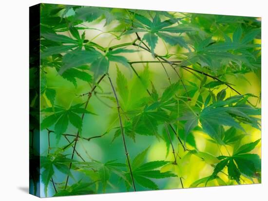 USA, Washington State, Sammamish Japanese Maple leaves-Sylvia Gulin-Premier Image Canvas