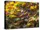 USA, Washington State, Sammamish Japanese Maple leaves-Sylvia Gulin-Premier Image Canvas