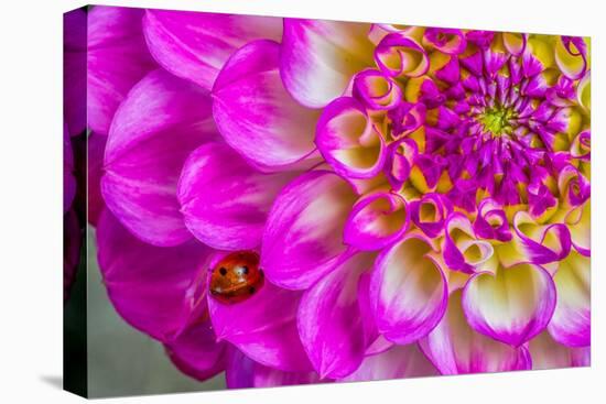 Usa, Washington State, Sammamish. Ladybug on a Dahlia-Hollice Looney-Premier Image Canvas