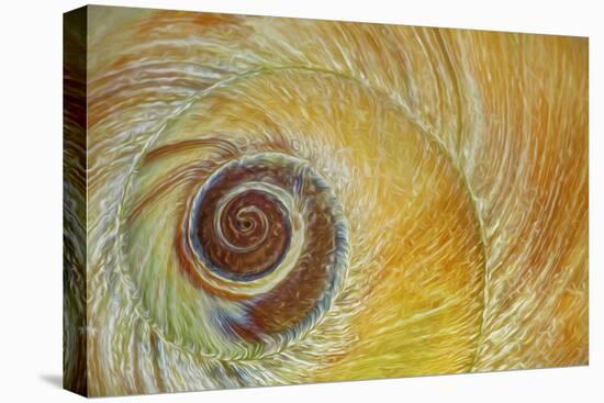 USA, Washington State, Seabeck. Abstract of moon snail shell close-up.-Jaynes Gallery-Premier Image Canvas