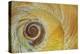 USA, Washington State, Seabeck. Abstract of moon snail shell close-up.-Jaynes Gallery-Premier Image Canvas