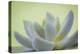 USA, Washington State, Seabeck. Abstract of succulent plant.-Jaynes Gallery-Premier Image Canvas