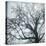 USA, Washington State, Seabeck. Big leaf maple tree in fog.-Jaynes Gallery-Premier Image Canvas