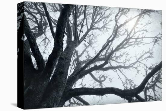 USA, Washington State, Seabeck. Big leaf maple tree in fog.-Jaynes Gallery-Premier Image Canvas