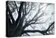 USA, Washington State, Seabeck. Big leaf maple tree in fog.-Jaynes Gallery-Premier Image Canvas