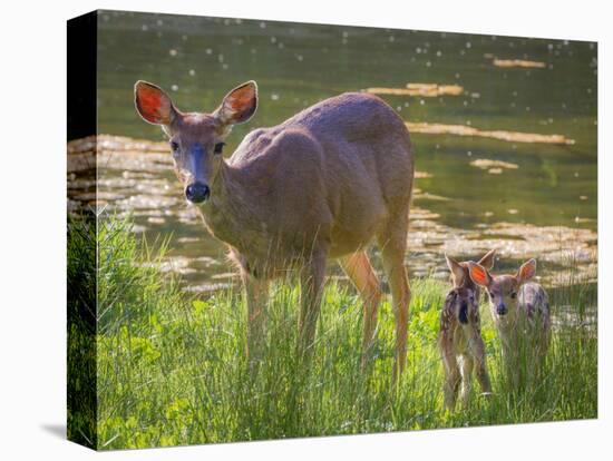 USA, Washington State, Seabeck. Blacktail Deer with Twin Fawns-Don Paulson-Premier Image Canvas