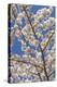 USA, Washington State, Seabeck. Cherry Tree Blossoms in Spring-Don Paulson-Premier Image Canvas
