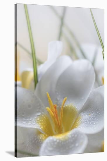 USA, Washington State, Seabeck. Crocus blooms close-up.-Jaynes Gallery-Premier Image Canvas