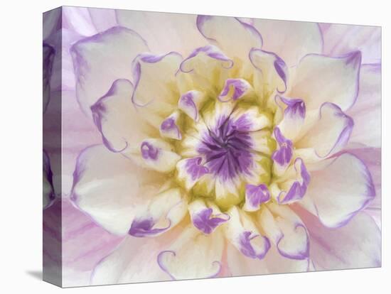 USA, Washington State, Seabeck. Dahlia blossom close-up.-Jaynes Gallery-Premier Image Canvas