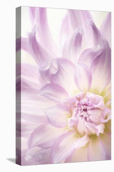 USA, Washington State, Seabeck. Dahlia blossom close-up.-Jaynes Gallery-Premier Image Canvas