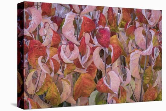 USA, Washington State, Seabeck. Dogwood tree leaves in fall.-Jaynes Gallery-Premier Image Canvas