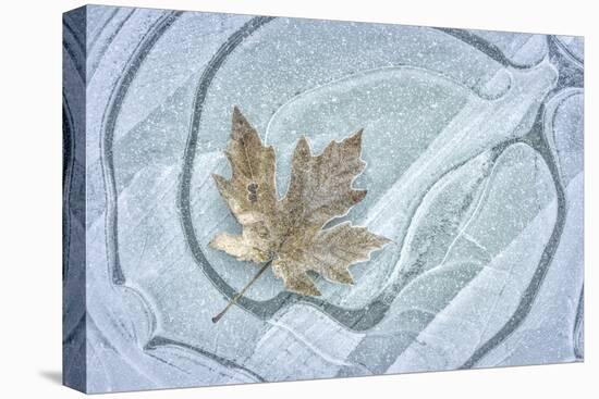 USA, Washington State, Seabeck. Frosty maple leaf on ice.-Jaynes Gallery-Premier Image Canvas